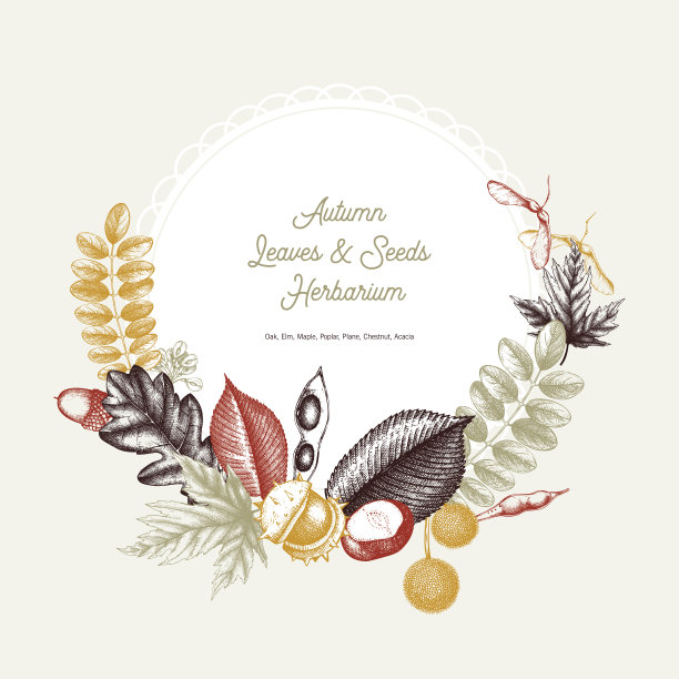 复古树叶和种子卡图片下载