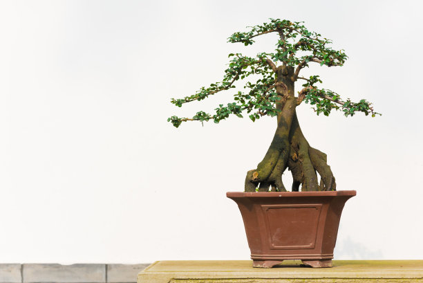 盆景树在一个盆中，以白色的背景图片下载