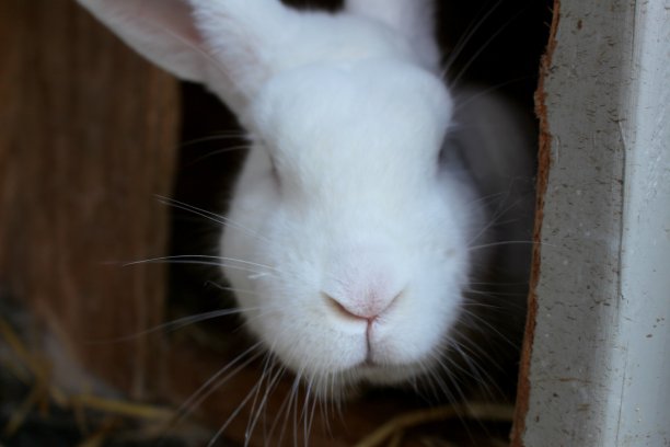 小兔子闭上了图片下载