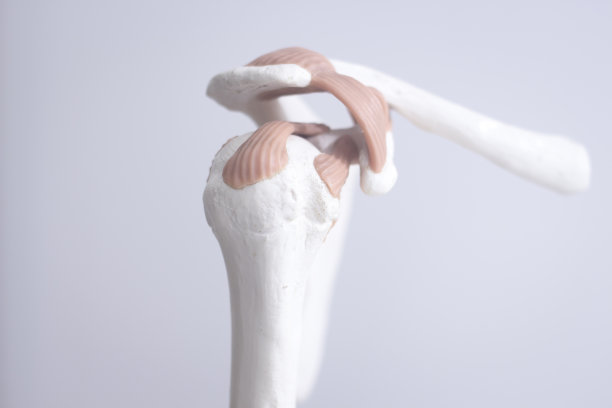 人体肩关节医学教学模型显示骨骼、韧带、肌腱和软骨。图片下载