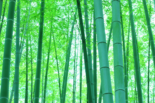 竹林素材图片