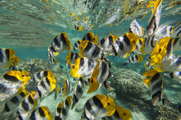 太平洋双鞍蝶鱼图片下载