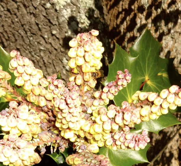 早春报晓图片下载