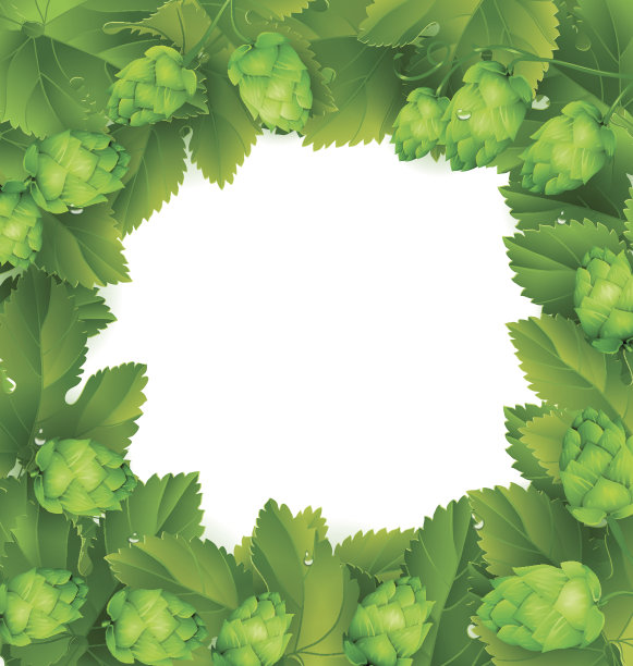 啤酒花球果和绿叶图片下载