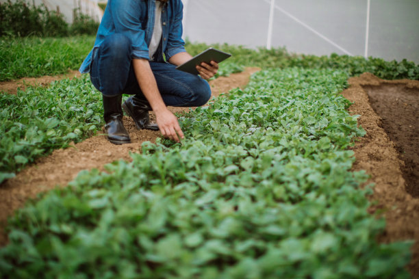农民用数字药片检查菠菜生长状况图片下载