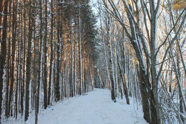 冬季景观图片下载