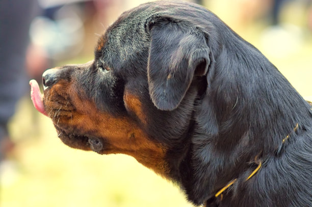打狗特写图片下载