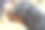 打狗特写图片下载