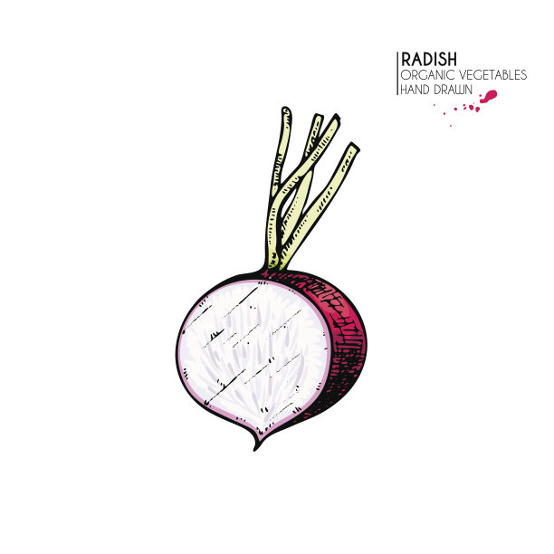 矢量手绘一套农用蔬菜。孤立的萝卜的一半。雕刻的艺术。有机素描素食对象。图片下载