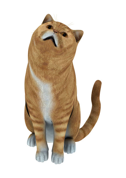 3D渲染猫在白色图片下载