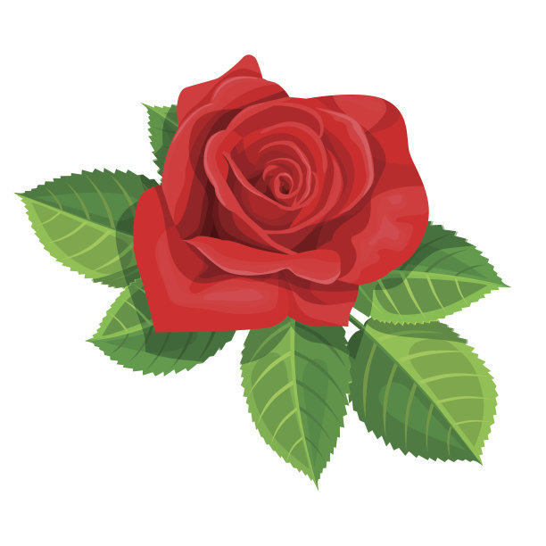 红玫瑰矢量插图孤立在白色背景图片下载