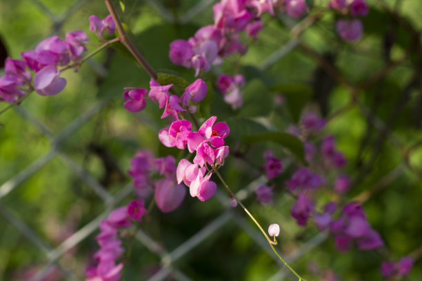 热带花卉在阳光花园照片。篱笆上的甜豌豆特写。图片下载
