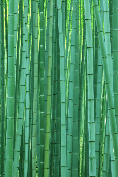 Sagano的Takebayashi图片下载