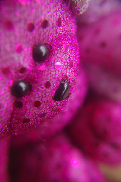 圣诞装饰图片下载