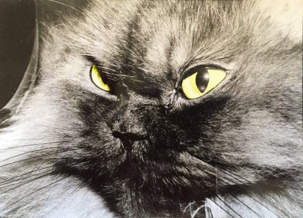 波斯猫近距离。图片下载