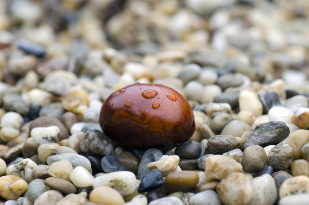 特写照片的棕色栗色与雨滴躺在石头在秋天雨天素材图片