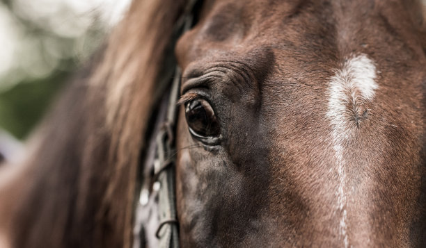 动物的照片图片下载