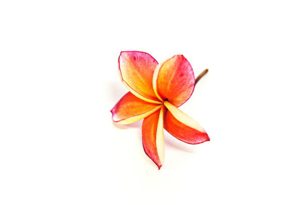 粉色橙色Leelawadee图片下载