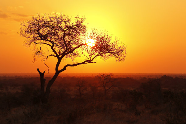 日落日出非洲橙色天空刺金合欢树剪影游猎图片下载