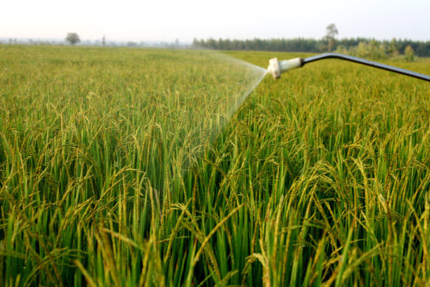 农民在稻田里喷洒农药图片下载