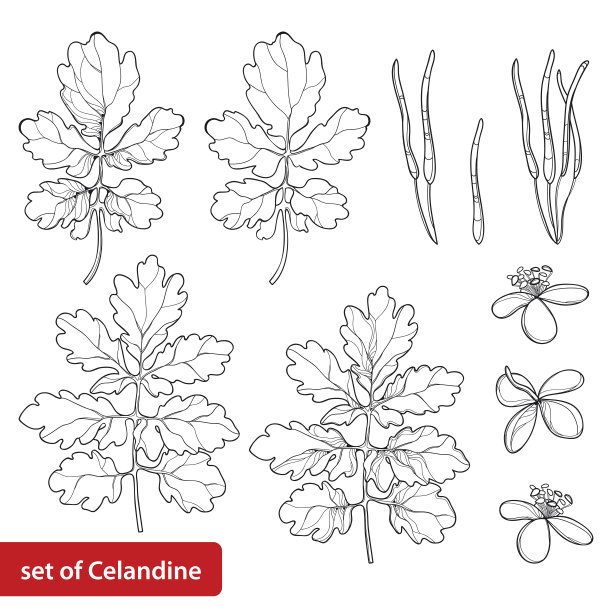 向量集与轮廓白屈菜或白屈菜多年生花，叶和种子在黑色孤立在白色背景。图片下载