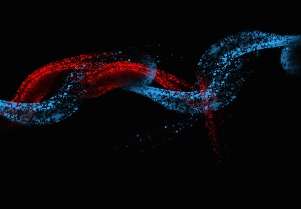 红色和蓝色数字漩涡设计图片下载