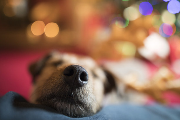 狗狗在圣诞节放松素材图片