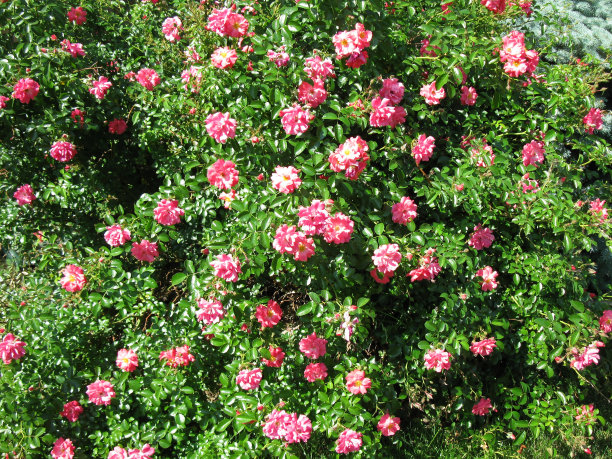 盛开的玫瑰丛中有粉红色的玫瑰图片下载