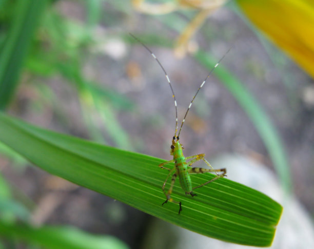 蚱蜢在叶图片下载
