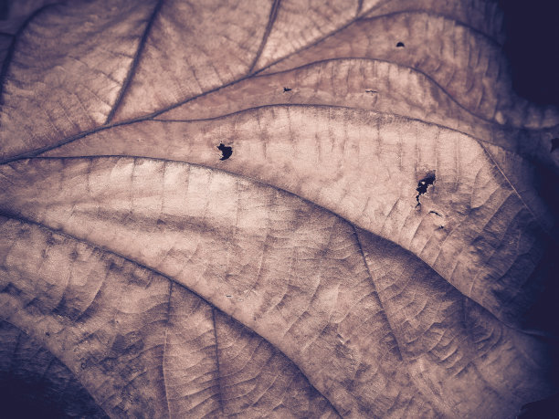 美丽的干叶子图片下载