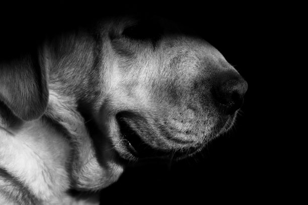 美丽的拉布拉多在树荫下图片下载