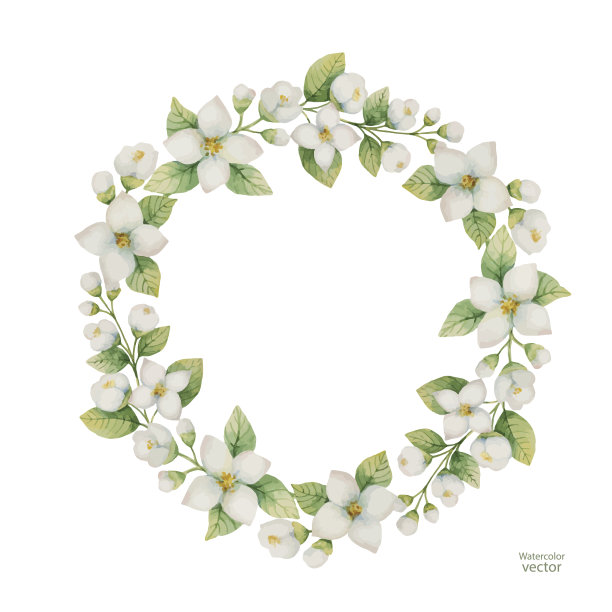 水彩向量框架的花和分支茉莉孤立在一个白色的背景。素材图片