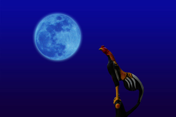 战斗鸡图片下载