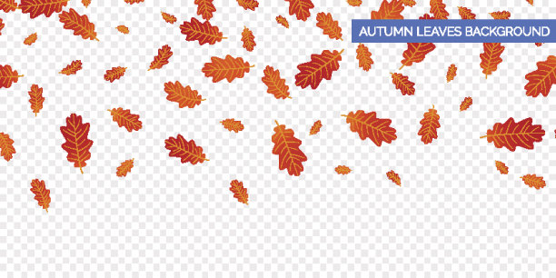 秋天背景设计。秋叶落在透明的背景上。向量秋叶落叶的橡树叶。图片下载