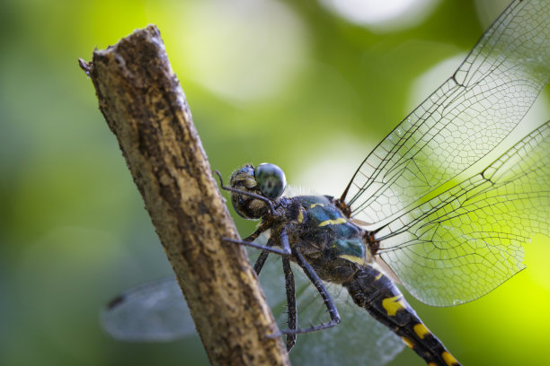 树枝上的小蜻蜓。昆虫。动物图片下载
