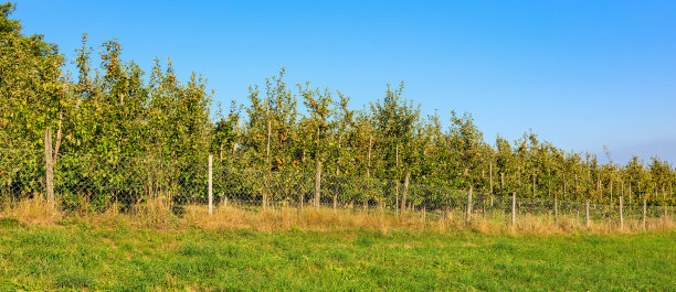 秋天的苹果树图片下载