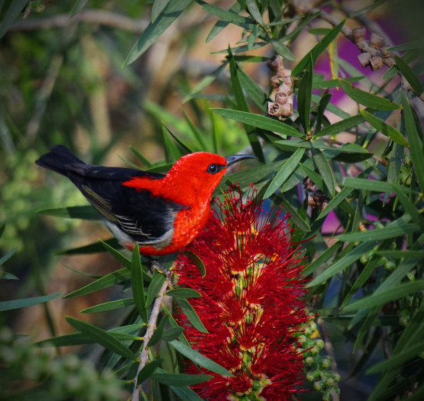 食蜜鸟图片下载
