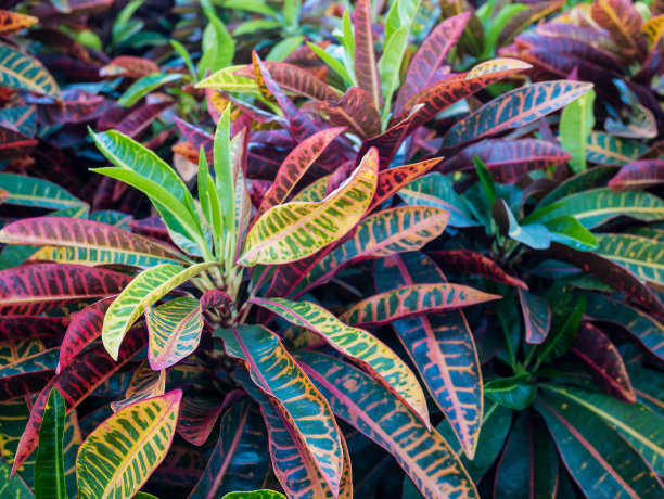 彩色巴豆叶背景图片下载