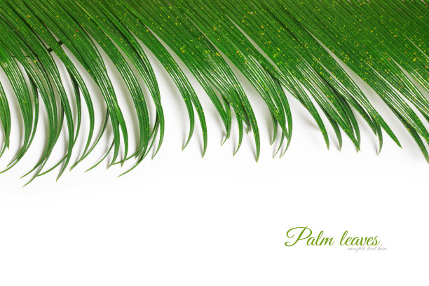 棕榈叶图片下载