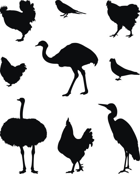 鸟的轮廓图片下载