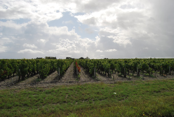 维涅斯图片下载