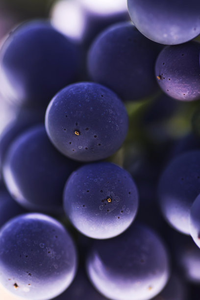 背景与黑葡萄浆果图片下载