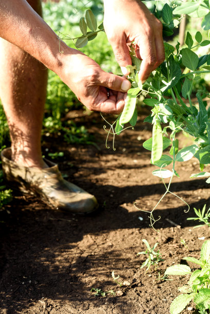 在花园里采摘豌豆的男子图片下载