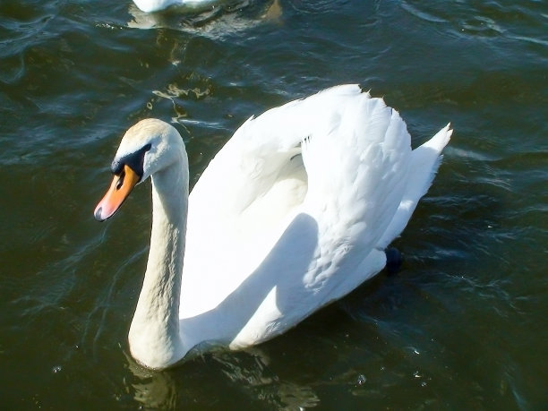 白天鹅图片下载