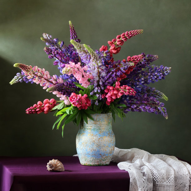 一束羽扇豆和贝壳。图片下载