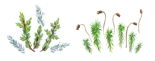 的苔藓图片下载