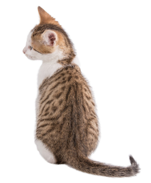白色背景上斑纹毛的小猫图片下载