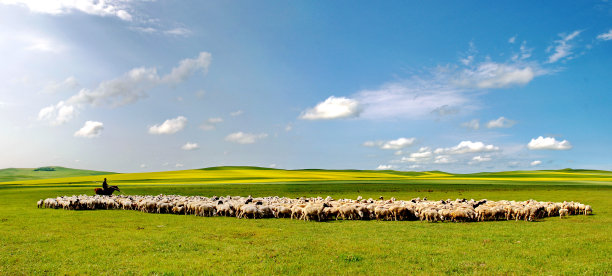 绵羊在辽阔的草原上，在白云和蓝天下。图片下载