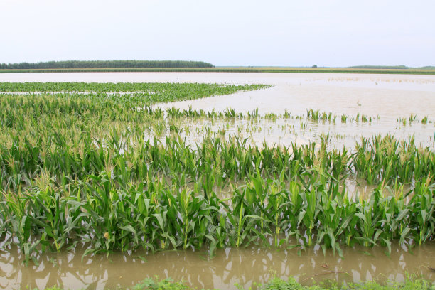 2012年8月2日，河北省滦南市洪涝灾害中种植玉米图片下载