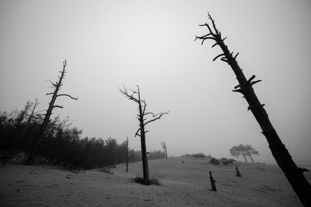 枯死的森林的阴影。生态、生活概念图片下载